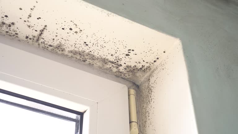 Why You Should Choose Our Mold Remediation Services in Detroit Beach, MI